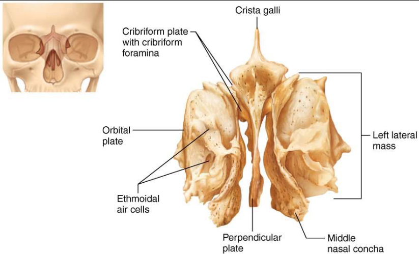 <ul><li><p>Deepest skull bone</p></li><li><p><strong>Cribriform Plates</strong>: superior part</p></li><li><p><strong>Crista Galli</strong>: Triangular process, dura mater</p></li><li><p><strong>Perpendicular Plate</strong>: superior part of nasal septum</p><ul><li><p>superior &amp; middle nasal conchae</p></li></ul></li><li><p><strong>Orbital Plates</strong>: contribute to medial orbits</p></li></ul><p></p>