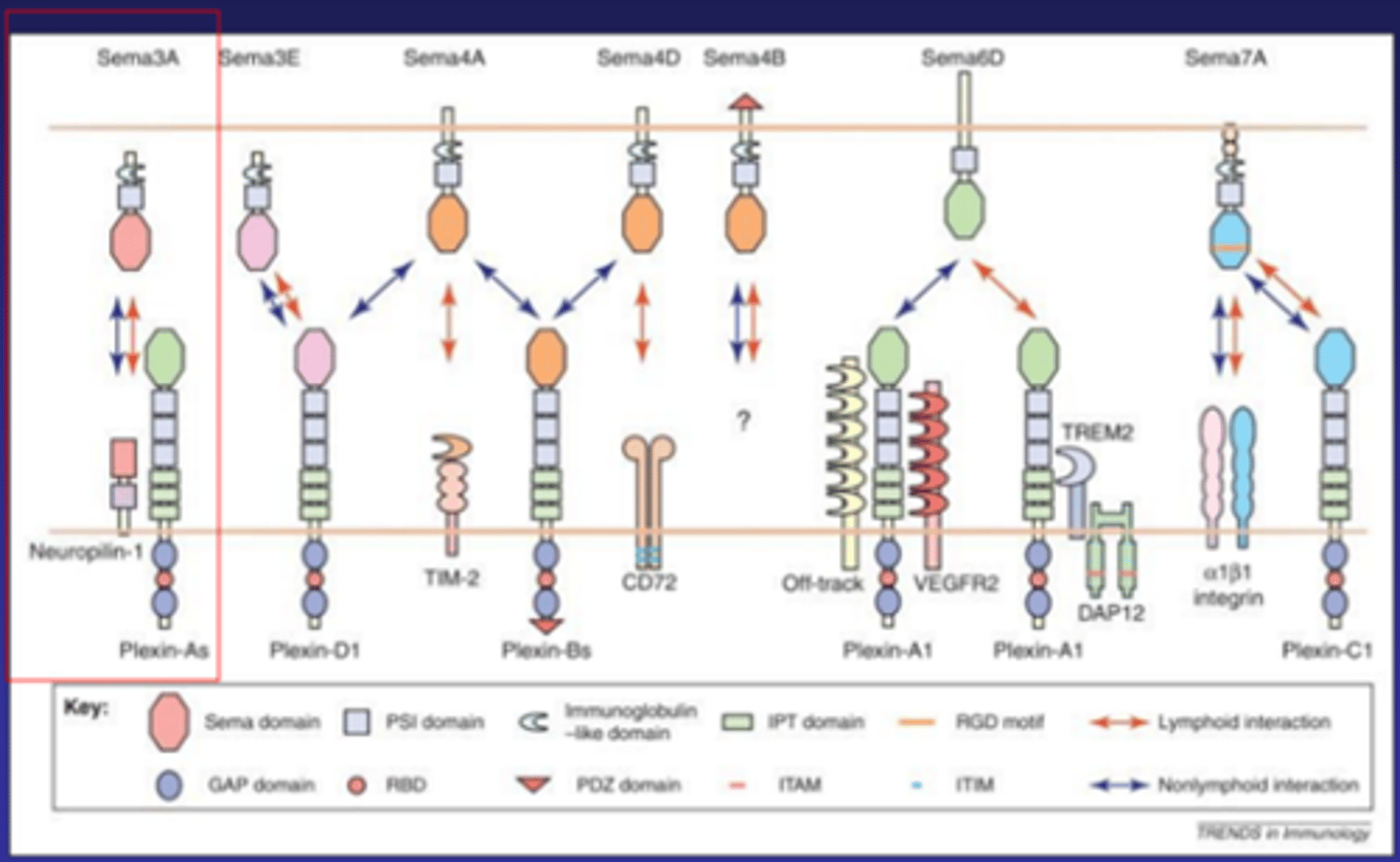 <p>§ Sema3A wordt door cortex uitgescheiden. Sema variaties binden op allerlei receptoren die cellen tot expressie brengen aan de buiten kant van de cel. <strong>Sema3A</strong> bindt op een combinatie van receptoren, <strong>Neuropilin</strong> en <strong>PlxnA</strong>. Die twee gaan een interactie aan en vervolgens gaat er in de cel een signaling pathway aan. Transcriptie programma’s gaan aan, eiwitten worden gevormd/afgebroken. Dus het is <strong>heel belangrijk in welke gradiënt een cel zich bevind</strong>t en <strong>welke receptoren hij tot expressie brengt</strong></p>