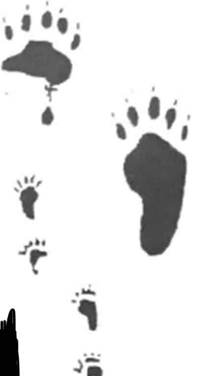 <p>What footprint is this?</p>