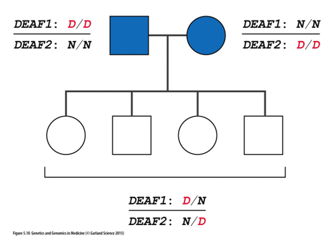 <ul><li><p>different l<strong>ocus heterogeneity</strong> → the mutations from parents are on a different location on chromosome</p></li><li><p><strong>Allelic heterogeneity</strong> refers to the presence of different mutations within the same gene that can cause the same phenotype</p><ul><li><p>a different mutations of Cystic fibrosis all cause cystic fibrosis</p></li></ul></li><li><p>Phenotypic heterogeneity refers to the same genotype results in different phenotype</p></li></ul>