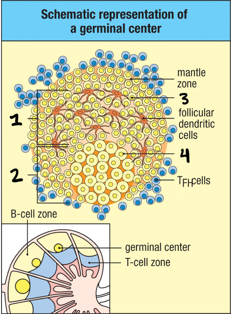 <p>4; fully divided and active B cell that can now undergo hypermutation and isotype switching</p>
