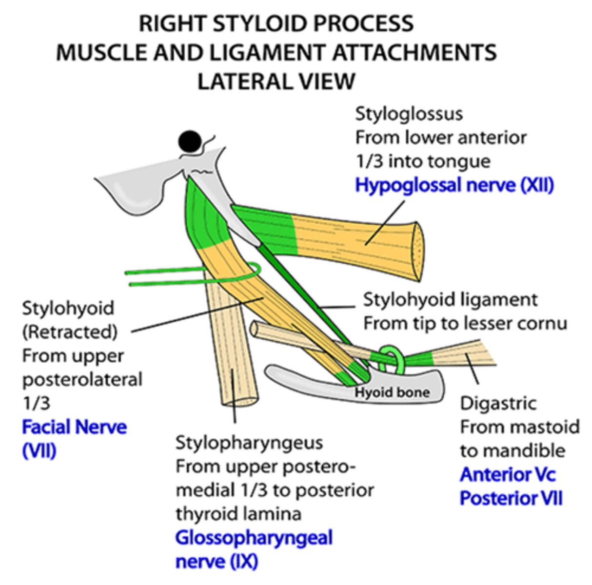 <p>Glossopharyngeal nerve (CN IX)</p>