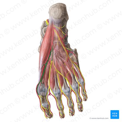 <ul><li><p>occurs deep to the abductor hallucis </p></li></ul><p></p>