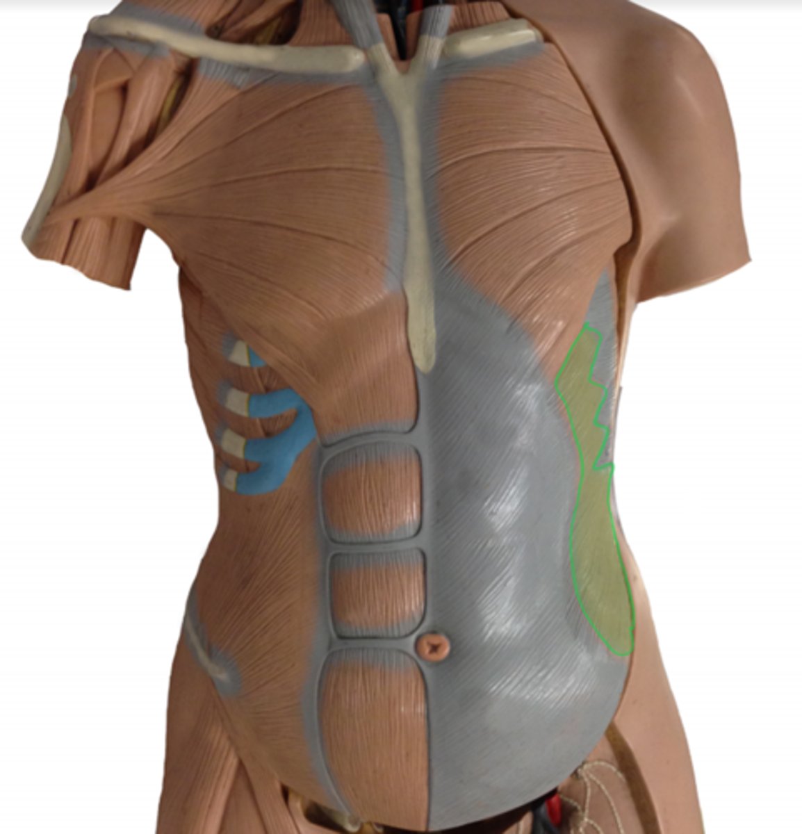 <p>below external obliques; upward striations; one layer down external oblique.</p>