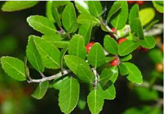 Family: Aquifoliaceae 

Common: yaupon holly 

Range: Native up to Southern Northeast

Habitat: Uplands, well-drained areas

Bark: Stem very woody and tight, grey

Persistence: Evergreen 

Leaves: Simple & alternate, elliptic to oblong shaped, crenate margins, pinnate venation, variable, thick & leathery

Dioecious

Fruit: red drupe like other hollies

Other: Leave size consistent with plant size, forms thickets

Tol: intermediate shade, some salt, low fire, no flood, high drought