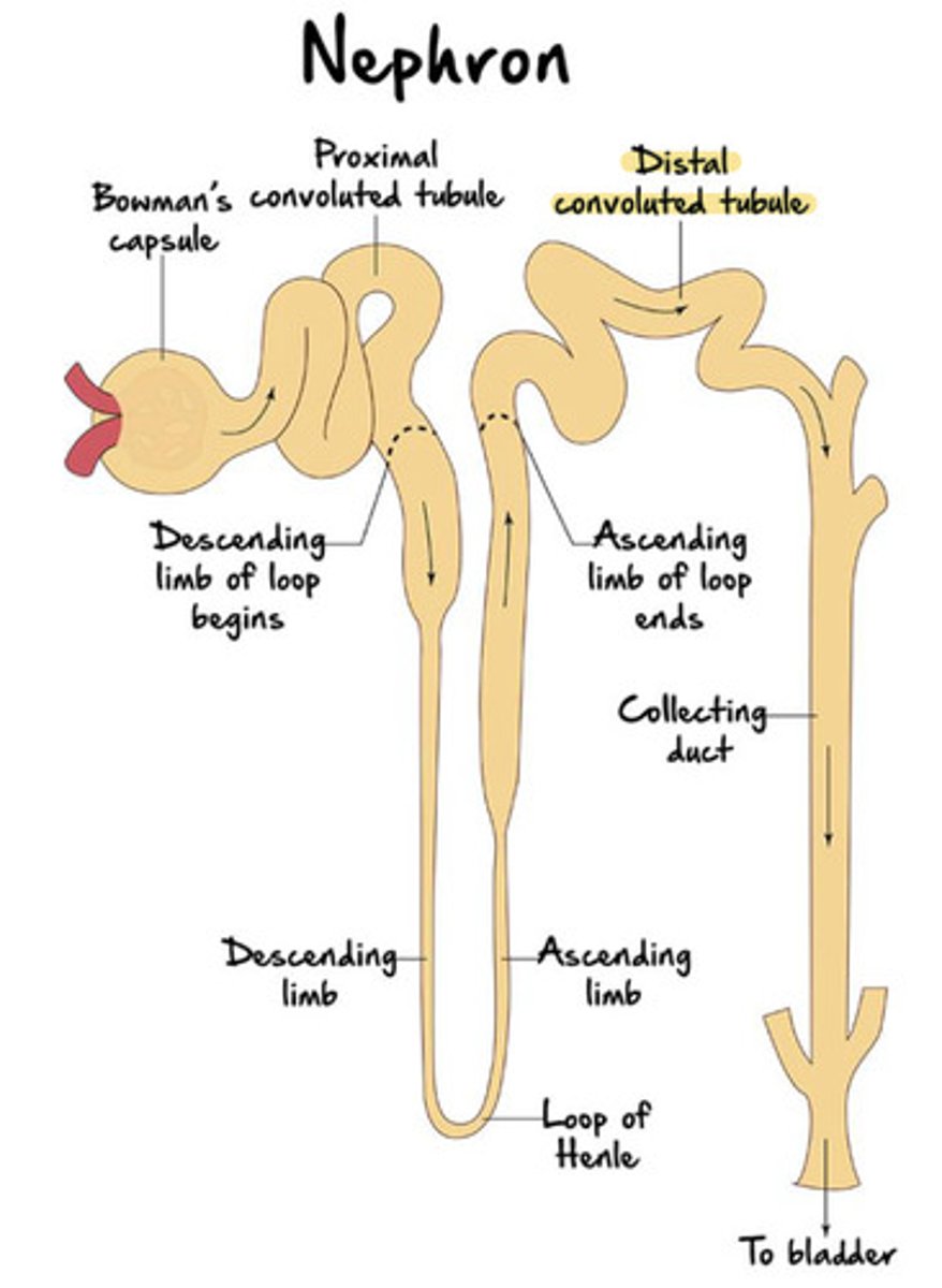 <p>originates in the renal cortex at the end of the loop of Henle's ascending limb and extends into a collecting tubule </p><p>also composed of simple cuboidal epithelium (like the PCT), but have sparse, short, apical microvilli </p><p>for this reason, they do not have the "fuzzy edge" when looked under the microscope </p>
