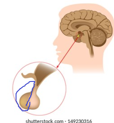 <p>outer side of the pituitary gland that is pink and more glandular</p>