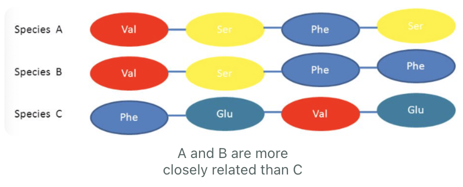 <p>the degree of similarity in the amino acid sequence of the same protein in two species will, therefore, determine how closely related they are.</p>