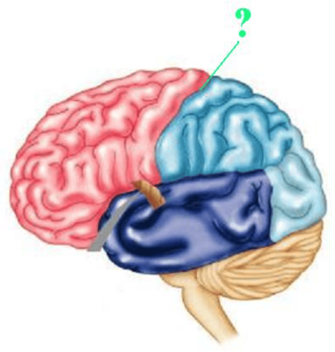 <p>central sulcus</p>