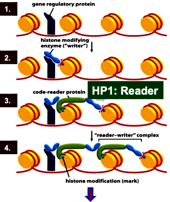 <ol><li><p>Sequence specific transcription factor binding</p></li><li><p>Writer (HMT) recruitment and histone modification </p></li><li><p>Code-reader protein HP1 recruitment</p></li><li><p>Code-reader-writer complex spreads locally</p></li><li><p>Chromatin remodeler <strong>SWI/SNF</strong> remodels histones ahead of the Writer-reader-complex</p></li></ol><p>Remember: the HP1 will continuously add the writer along the histones, adding methylation. But transcription factors add the FIRST writer, which recruits the FIRST reader!</p><p></p>