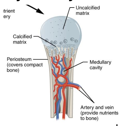 <p>Osteoclasts form Medullary Cavity</p><p>Bone Grows in length and diameter</p><p>Blood vessels grow throughout</p><p></p><p>At this stage, the bone has a <span style="color: red;"><strong>bony diaphysis</strong></span> surrounding a medullary cavity, while the <span style="color: red;"><strong>epiphyses </strong></span>(ends) are still mostly cartilage</p>