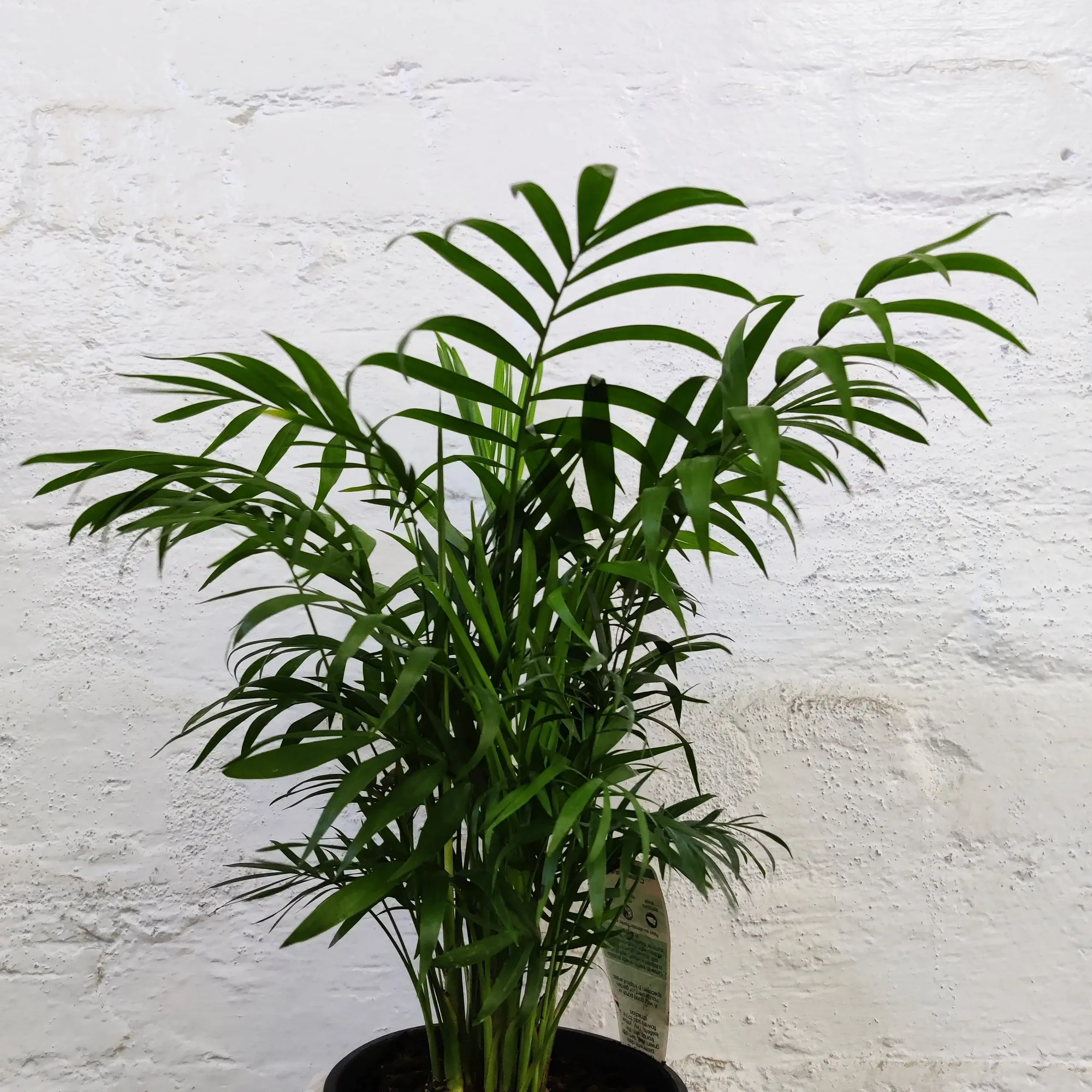 <p>Parlor Palm</p>