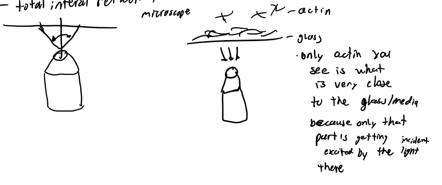 <p>total internal reflection fluorescence</p>