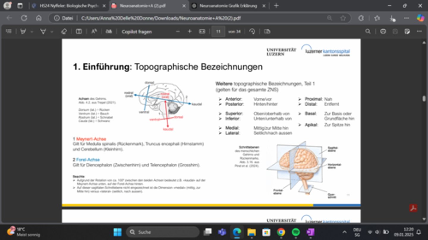 <p>Meynert - Achse </p><p>Medulla spinalis (Rückenmark) Truncus encephali (Hirnstamm)</p><p>Cerebellum (Kleinhirn)</p><p>Forel - Achse Diencephalon (Zwischenhirn) Telencephalon (Grosshirn)</p>