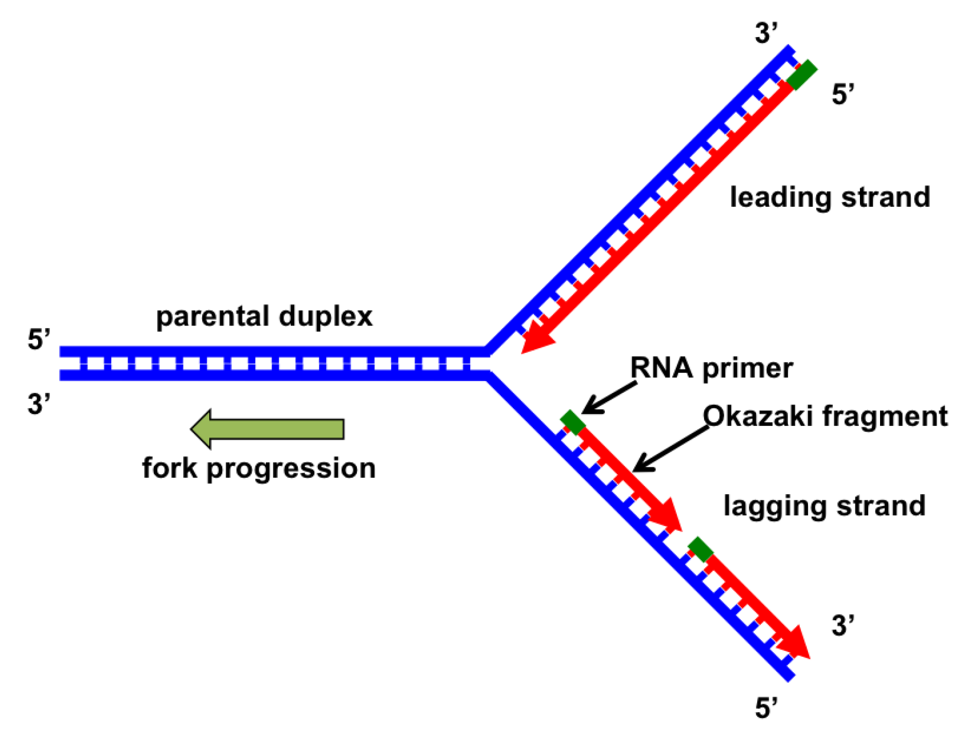 <p>As one double strand of DNA is replicated, each new double strand produced has 1 original strand, and 1 strand of newly synthesised DNA. </p><p>Each original DNA strand acts as a template for new one, complementary base pairing ensures new strand of DNA is exact copy </p>