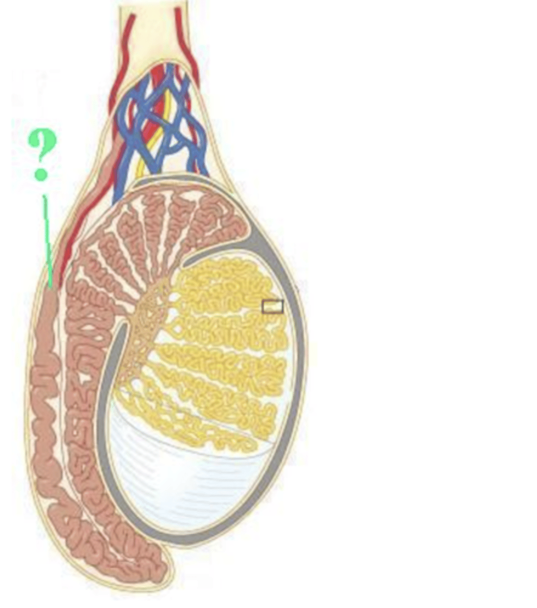 <p>ductus deferens</p><p>OR</p><p>vas deferens</p>