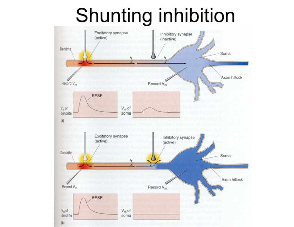 <p>inhibitory synapses right near the soma- strong on memebrane potential bc they do not have to travel very far</p><p></p><p>EPSP in dendrite and smaller in SOMA if nothing stops it</p><p></p><p>if you activate inhibitory synapse- excitatory synapse produces same epsp in dendrite, but no change in membrane potential in soma because opposite inhibitory response</p>