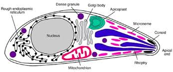 <ul><li><p>apical complex: mass of organelles that help the parasite enter the host cell</p></li><li><p>pathogenic and always parasitic </p></li><li><p>complex life cycle, multiple hosts</p></li><li><p>ex. toxoplasmosis </p></li></ul><p></p>