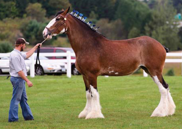 <p>A medium draft breed from Scotland, known for its distinctive feathering and size.</p>