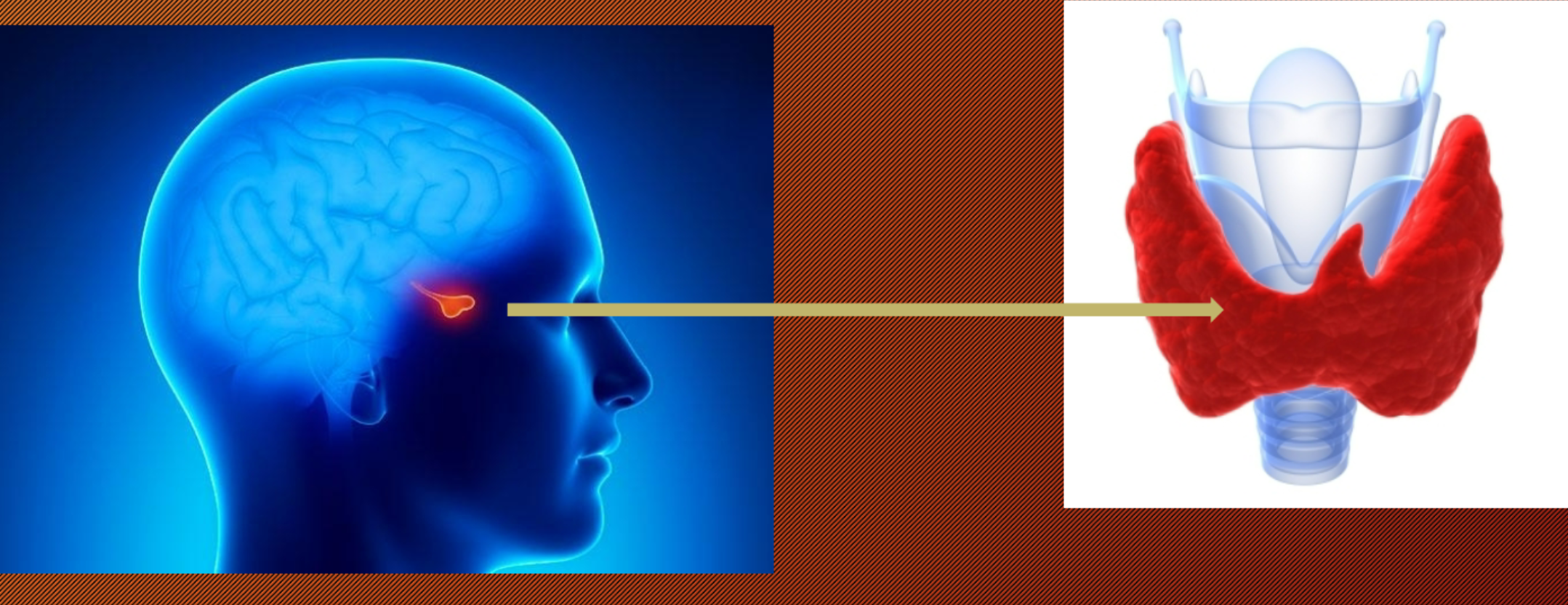 <p>TSH: Thyroid Stimulating Hormone (Anterior Pituitary Gland)</p>