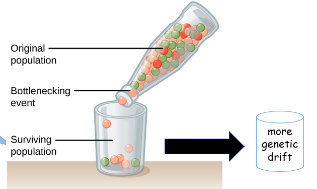 <p>-an event drastically cuts population size </p><p>-gene pool of survivors is random; some alleles are lost </p>