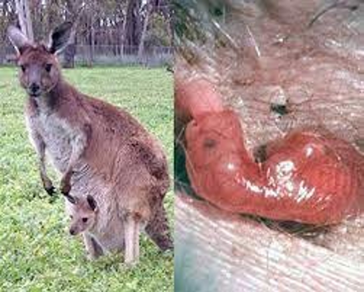 <p>short</p><p>(Note: young born</p><p>extremely premature</p><p>and crawl into marsupium)</p>
