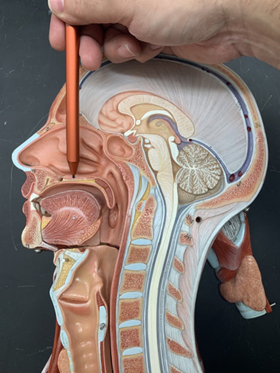 <p>bony anterior (front) portion of the palate</p>