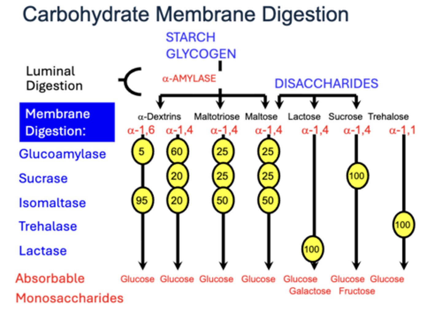 <p>products of Luminal Digestion are further hydrolyzed</p><p>- forms absorbable Monosaccharides </p><p>- done by digestive enzymes located on the mucosal brush border membrane</p>