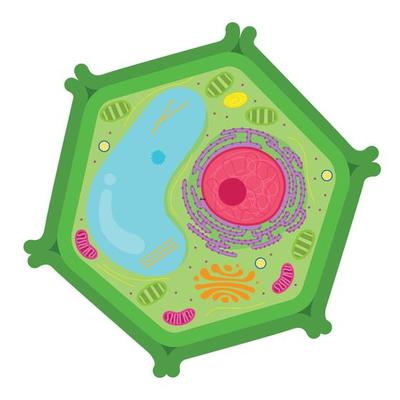 <p>Cell Wall</p>