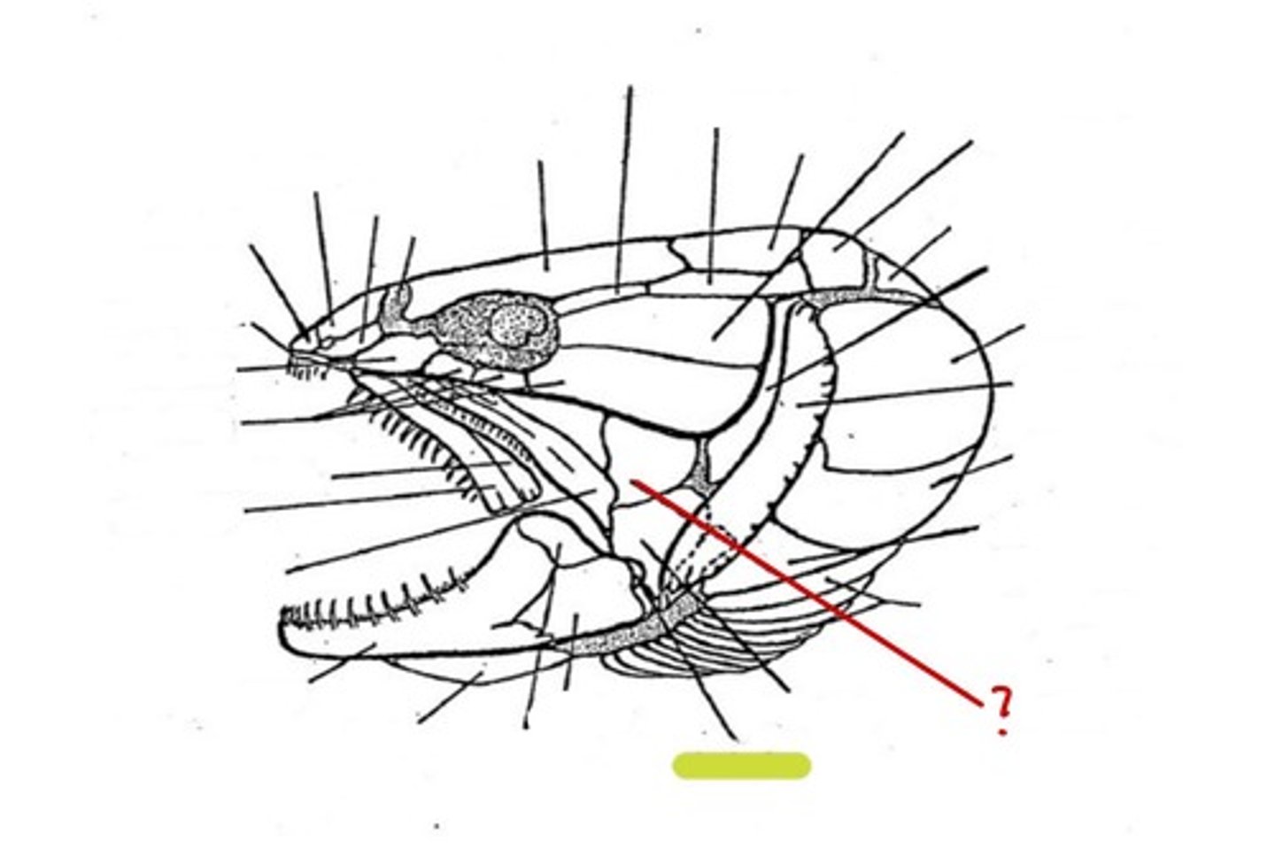 <p>What bone is this</p>