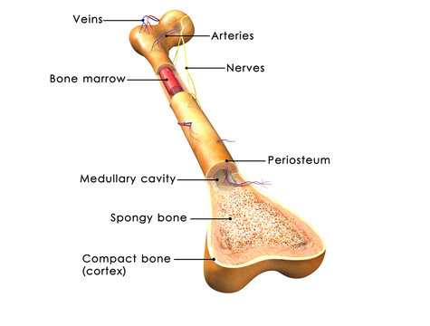 The 3 layers of the bone