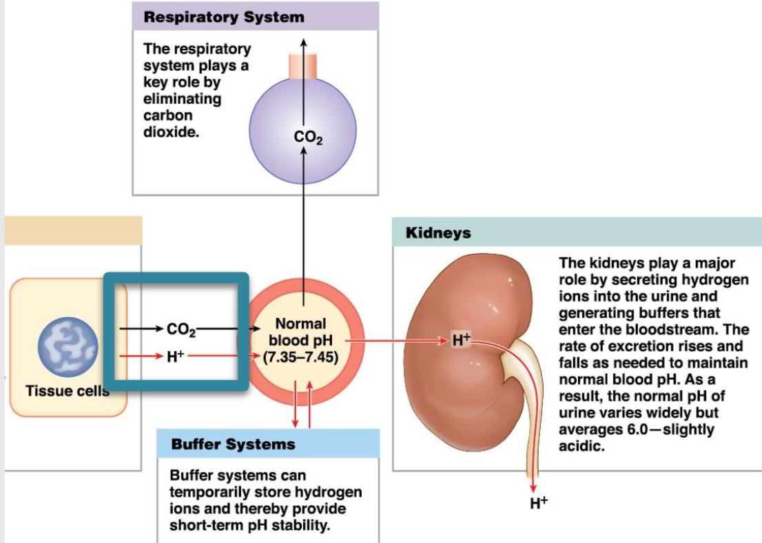 <p>CO2 and water form carbonic acid, forming bicarbonate and hydrogen ion. Acids and CO2 in body come from metabolic processes. Blood pH controlled by lungs and reabsorption and secretion of bicarbonate and H+ in kidneys.</p>