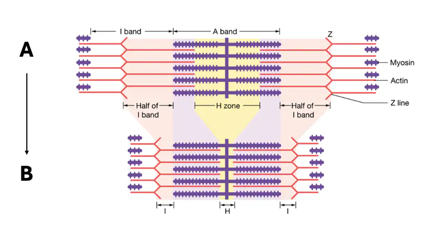 <p><span><span>What is happening in the diagram below from A to B? </span></span></p>