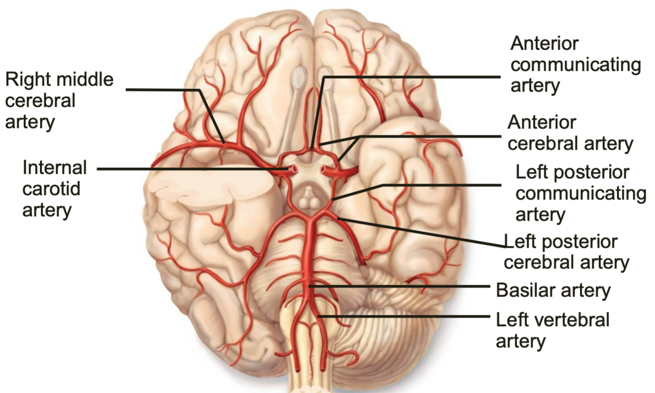 1. Internal carotid artery divides into anterior/middle cerebral arteries
2. Anterior cerebral artery joins anterior communicating artery
3. Middle cerebral artery supplies parts of temporal and parietal lobes 
4. Right/left vertebral arteries merge to become basilar artery, which divides into posterior cerebral arteries
5. These are connected by posterior communicating arteries
- 80% of cerebrum