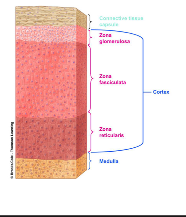 <p>Zona glomerulosa- top layer, aldosterone </p><p>Zona fasciculata-middle layer, cortisol and cortisone </p><p>Zona reticularis-bottom layer, androgens </p>