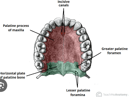 <p>behind palatine foramen </p>