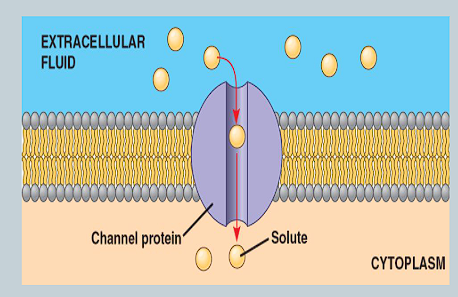 <p>What is a channel protein? </p>