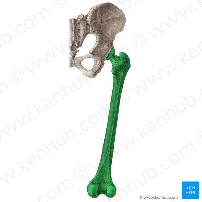 <p>Oberschenkelknochen</p>