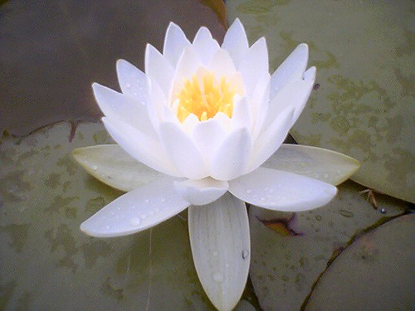 <p>FLOR DE LÓTUS</p>