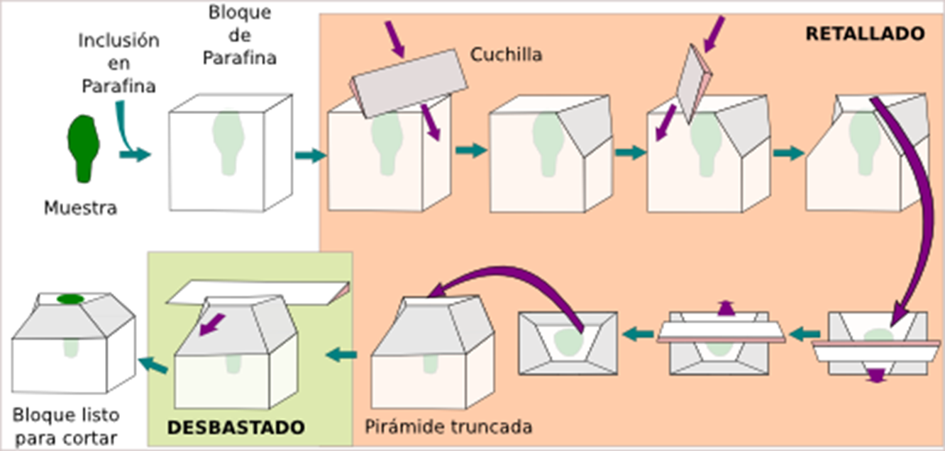 <p>Moldes: diversos en tamaño, forma y material.</p><p><strong>Etapas</strong>:</p><ol><li><p>Vertido de parafina líquida.</p></li><li><p>Depósito de la pieza infiltrada.</p></li><li><p>Solidificación completa de la parafina.</p></li><li><p>Confección de la pirámide (RETALLADO DEL BLOQUE).</p></li></ol><p></p>