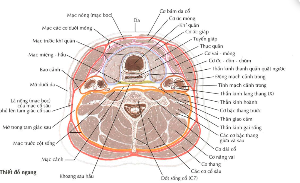 <p><strong>Để mở khí quản, ngay trước khi đến khí quản, phẫu thuật viên sẽ rạch cấu trúc nào sau đây:</strong></p><p>A. Lá nông của lá trước, trước khí quản.</p><p>B. Lá sâu của lá trước, trước khí quản</p><p>C. Lá nông mạc cổ</p><p>D. Tổ chức dưới da</p>