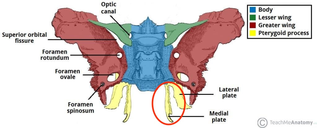 knowt flashcard image