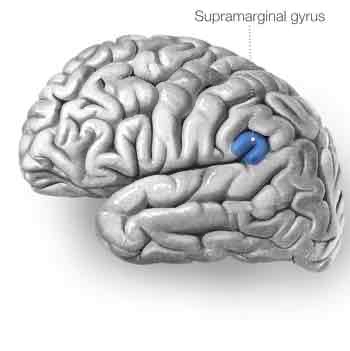 <p>Supramarginal Gyrus</p>
