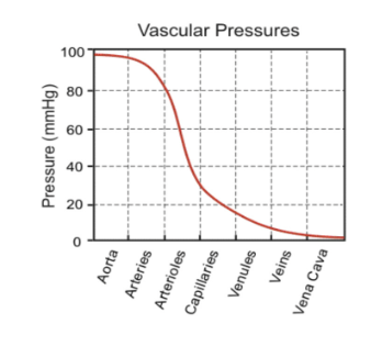 <p>Why does blood pressure drop in the circulation?</p>