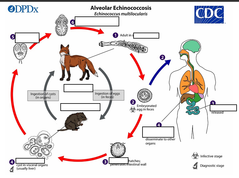 <p>(1) <span><span>The adult </span></span><strong><em>Echinococcus multilocularis</em></strong><em> </em>resides in the__________of the definitive host. Gravid proglottids release eggs</p>