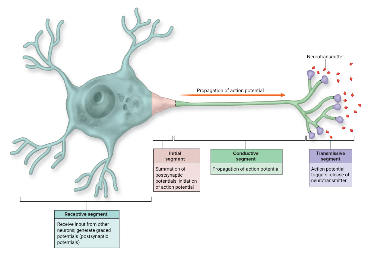 <p>segments of neuron</p>