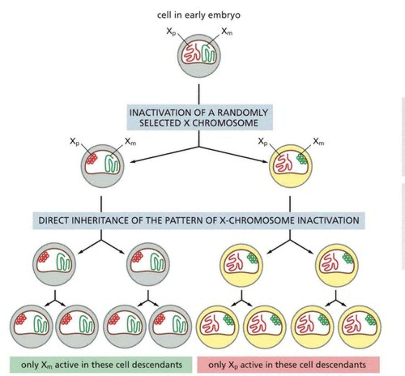 <p>X-chromosome inactivation (its random nature produces the calico cat fur pattern).</p>