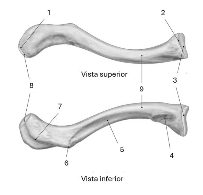 <p>8</p>