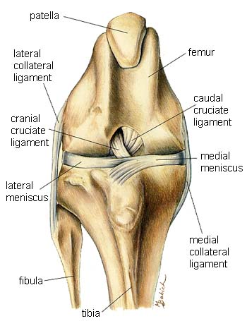 <p>Synovial (Diarthrotic) Joint</p>