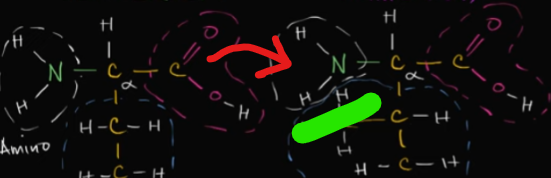 <p>It will always start at the -NH2 (amino group). It will end at the carboxyl group (-COOH)<br><br>in the image, the carboxyl group will attach to the amino group!</p>
